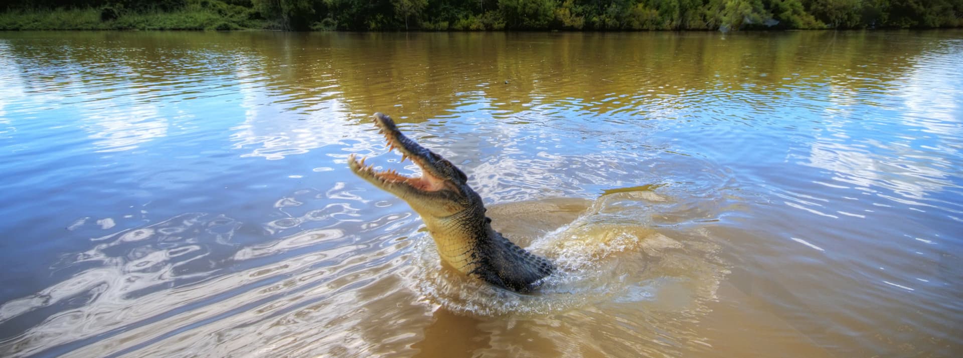 Adelaide River Jumping Crocs Cruise from Darwin - تصویر اصلی