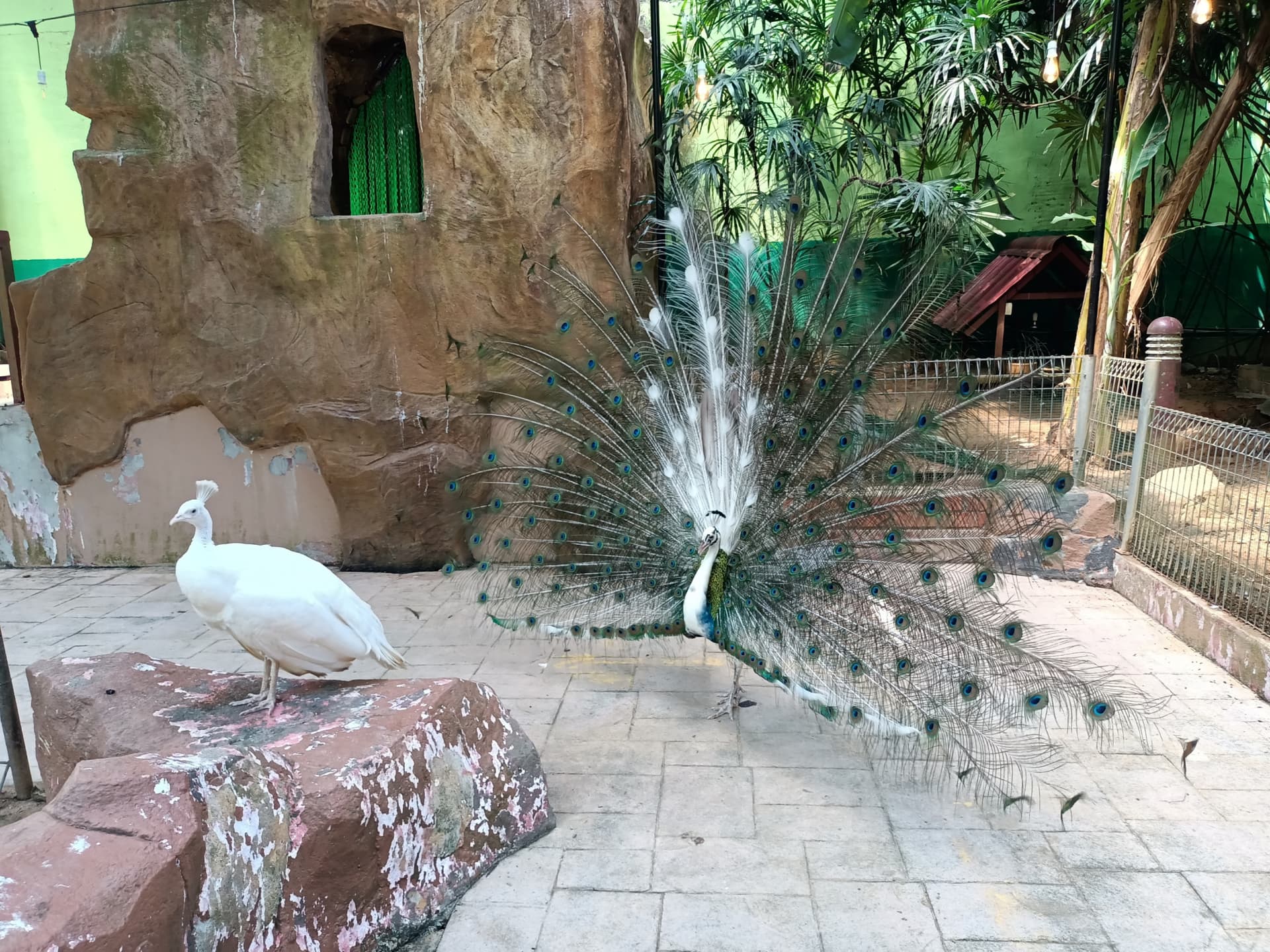 Langkawi Wildlife Park - تصویر 3