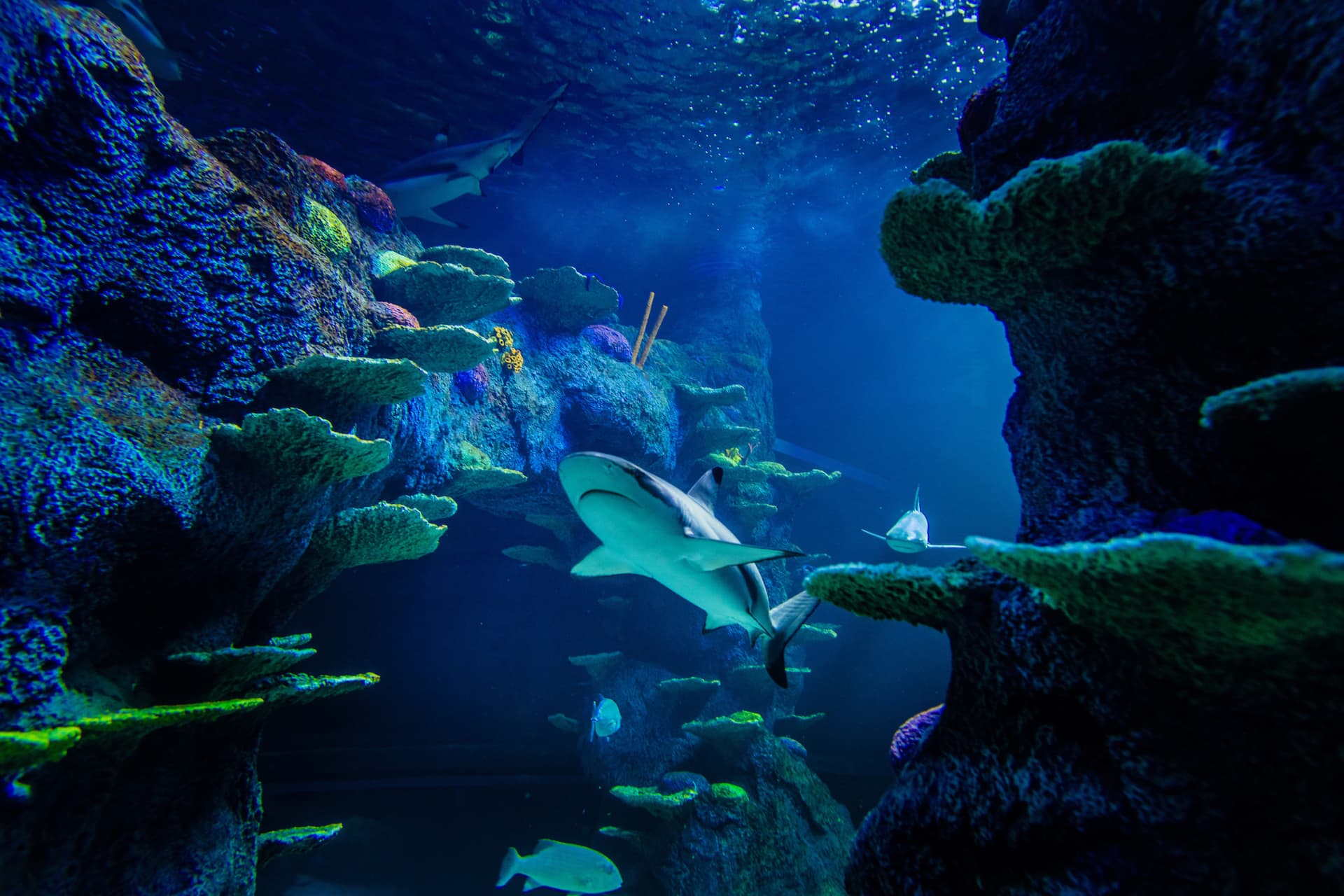 Sydney Multi-Attraction Pass - تصویر 5