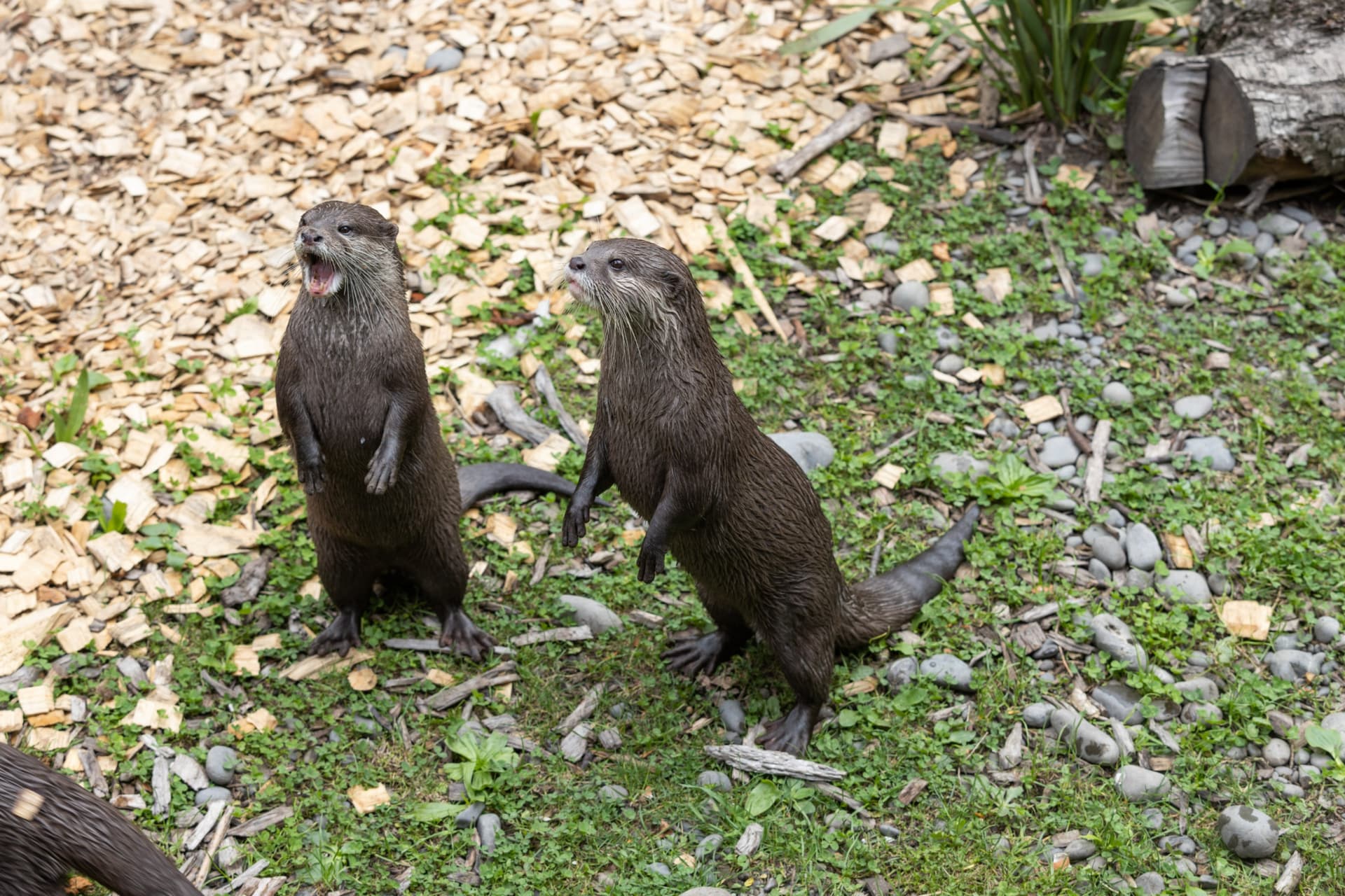 Willowbank Wildlife Reserve Ticket - تصویر 2
