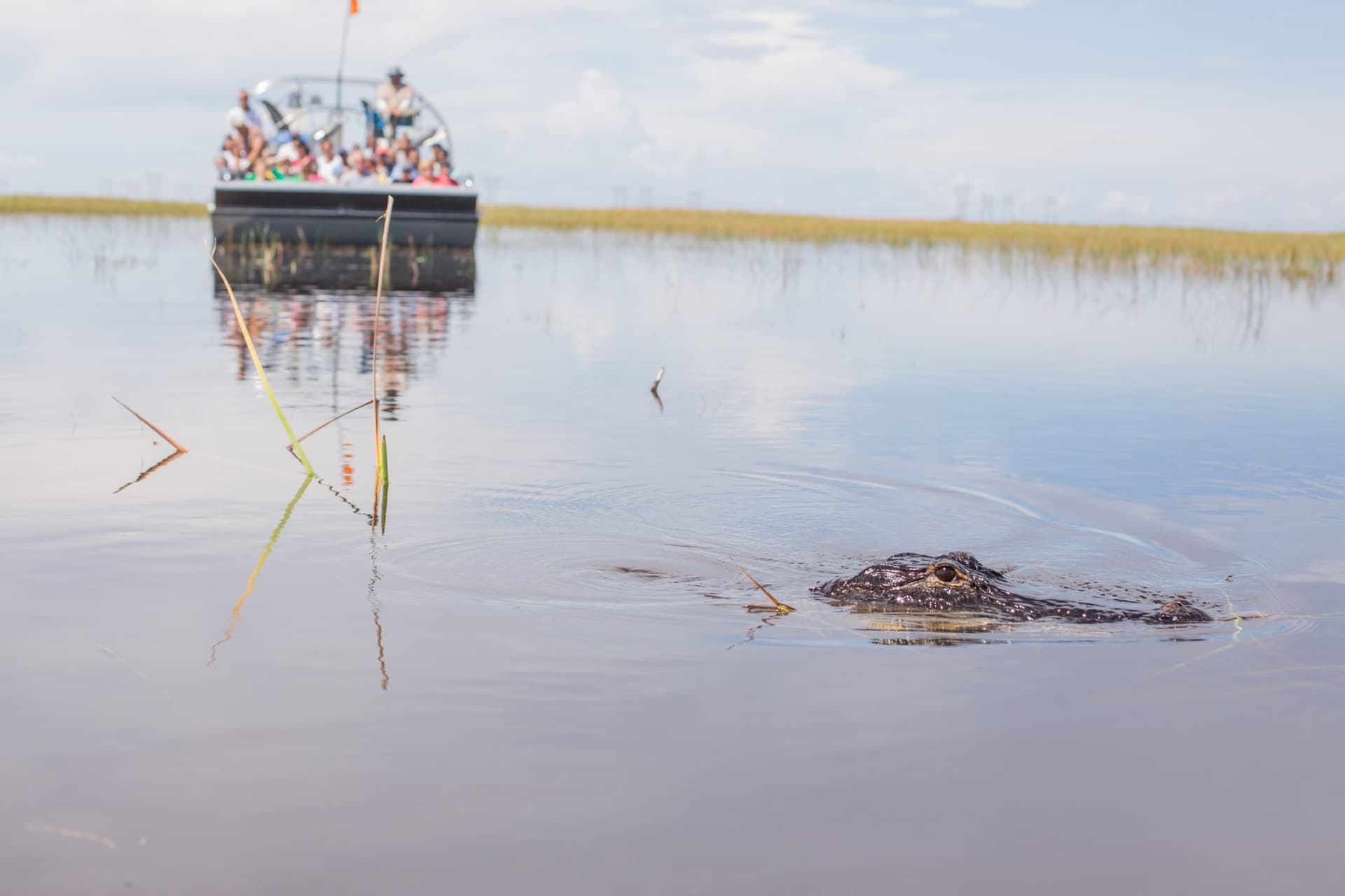 Miami Full-Day Combo: 75 min cruise + Everglades Airboat Tour + Double Decker Bus - تصویر 5