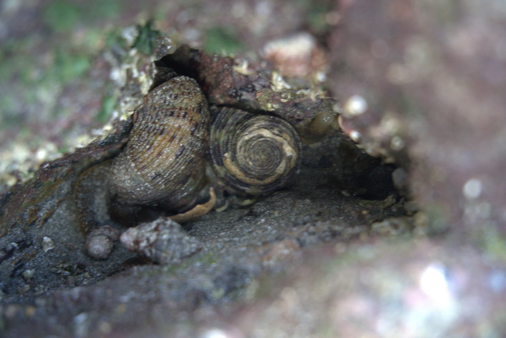 Desaru Beach and Tide Pool Walk - تصویر 24