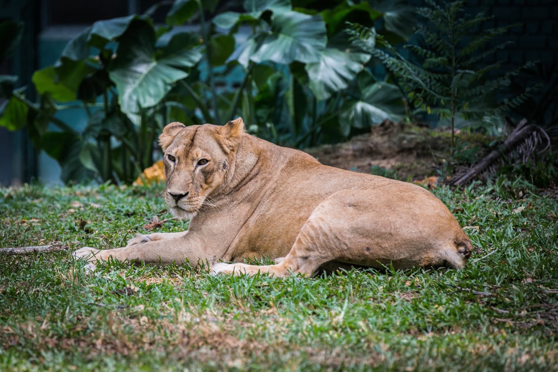 Zoo Negara Malaysia & Panda Conservation Centre Ticket - تصویر 6