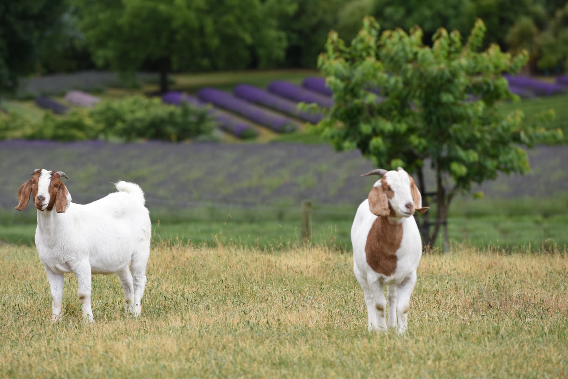 Wanaka Lavender Farm Ticket - تصویر 7