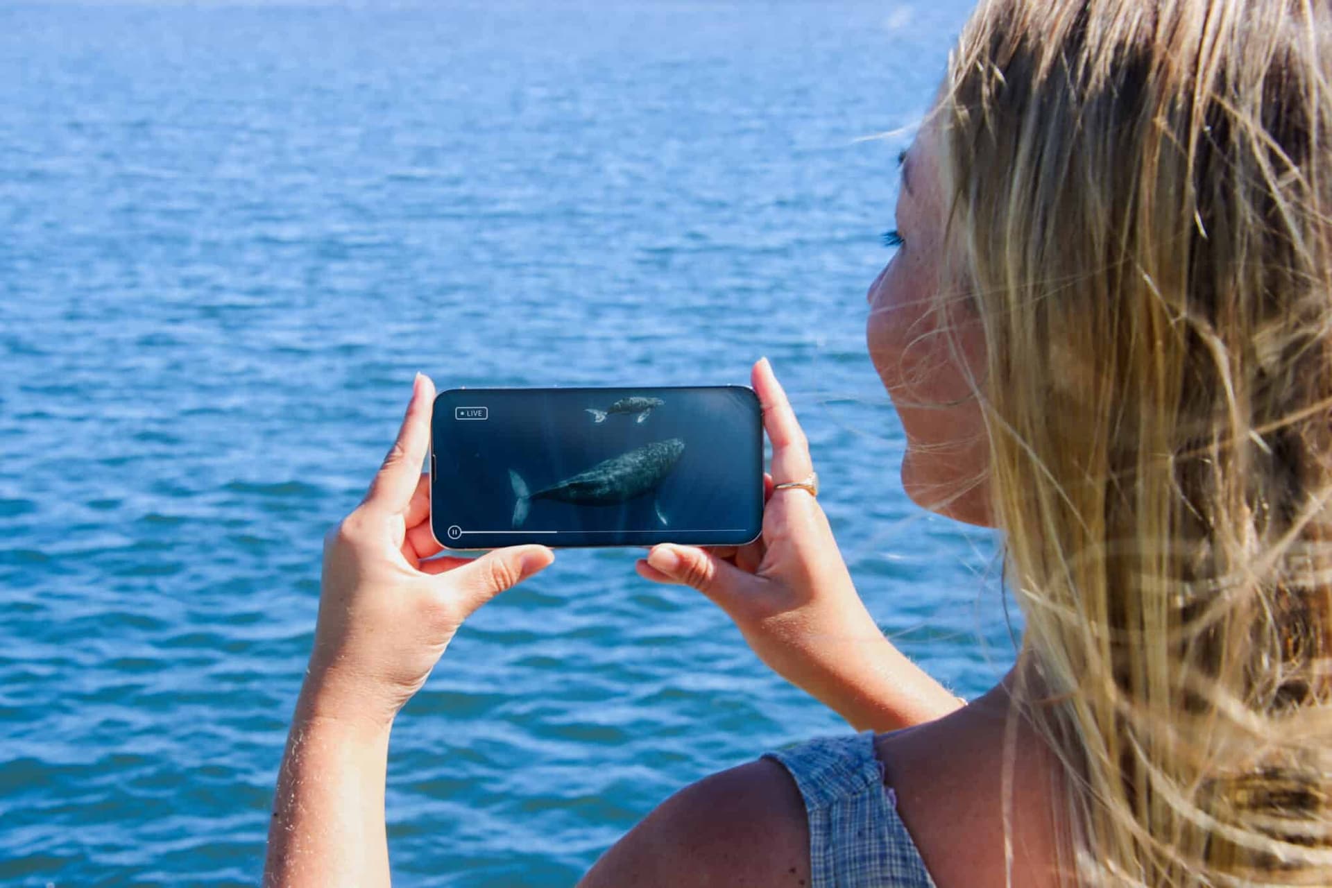 Gold Coast Whale Watching Cruise aboard Sea World Cruises - تصویر 6