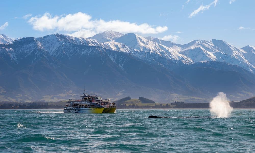 Whale Watching Cruise Kaikoura - تصویر 2
