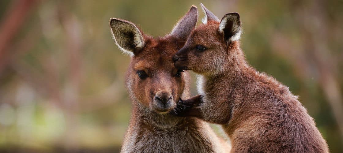 Ballarat Wildlife Park Tickets - تصویر اصلی