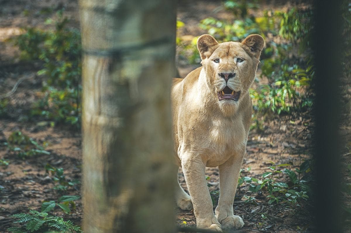 Vinpearl Safari Phu Quoc Ticket - تصویر 3