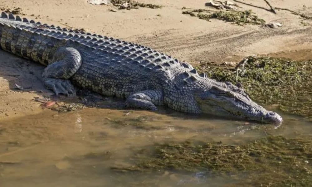 Crocodile Express Daintree Cruise from Daintree Gateway - تصویر 2