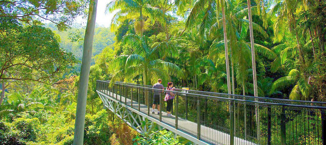 Tamborine Rainforest Skywalk - تصویر 3