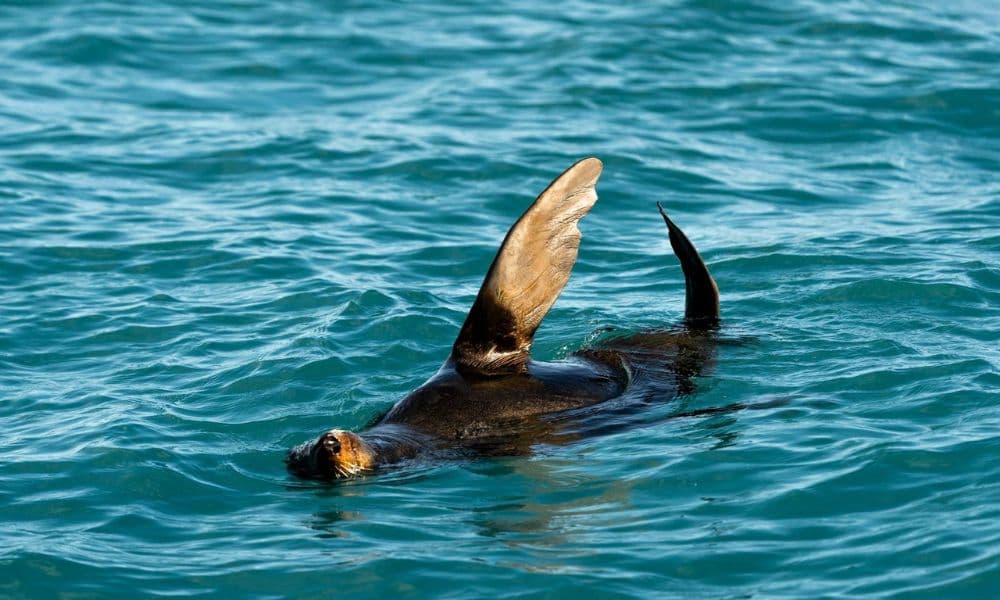 Whale Watching Cruise Kaikoura - تصویر 9
