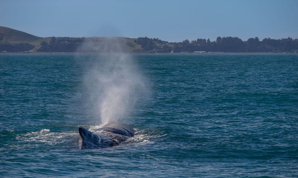 Whale Watching Cruise Kaikoura - تصویر 10