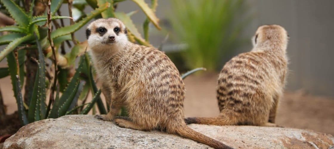 Ballarat Wildlife Park Tickets - تصویر 4