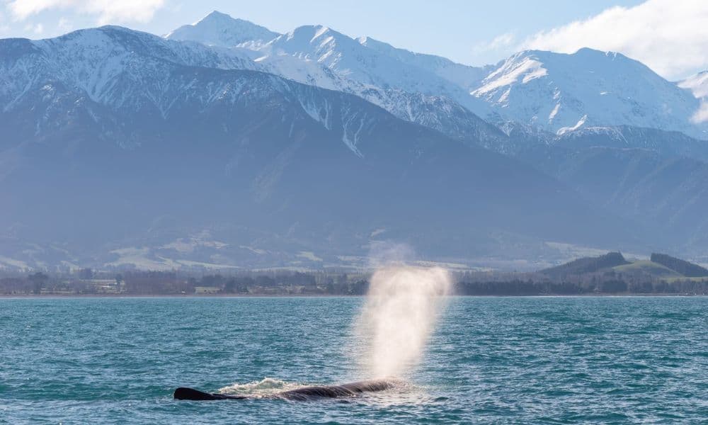 Whale Watching Cruise Kaikoura - تصویر 8