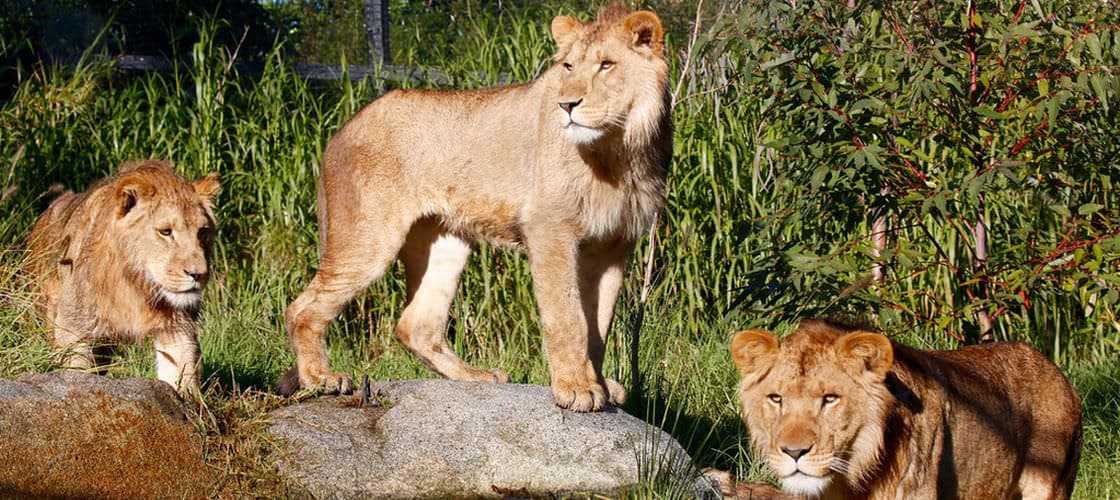 Melbourne Zoo Ticket - تصویر 2