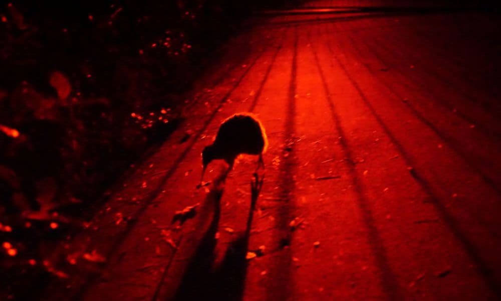 Zealandia Night Tour - تصویر 3