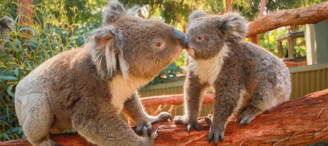 Ballarat Wildlife Park Tickets - تصویر 2