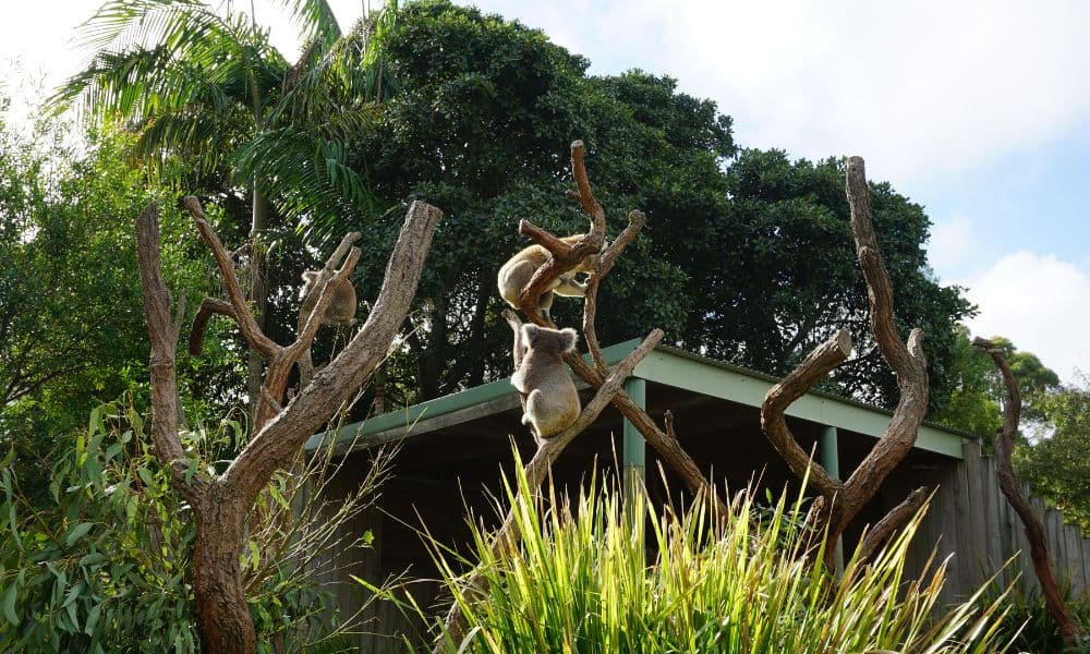 Symbio Wildlife Park Ticket - تصویر 3