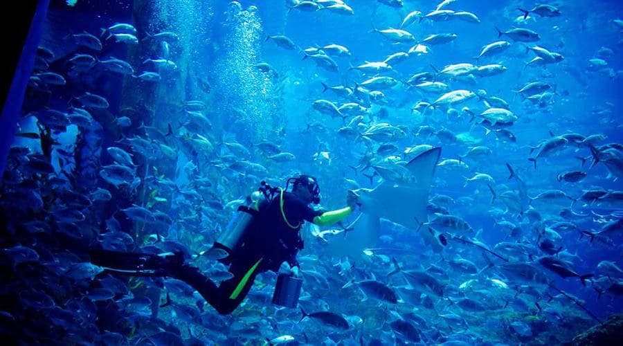 Dubai Aquarium and Underwater Zoo Ticket - تصویر 2