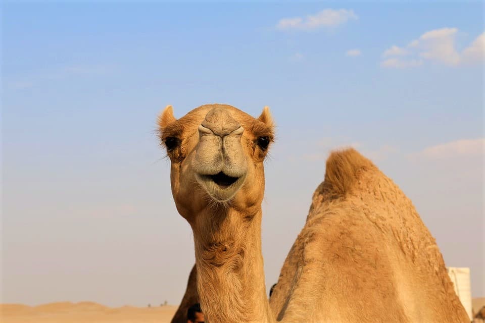 Morning Desert Safari Tour from Dubai - تصویر 4