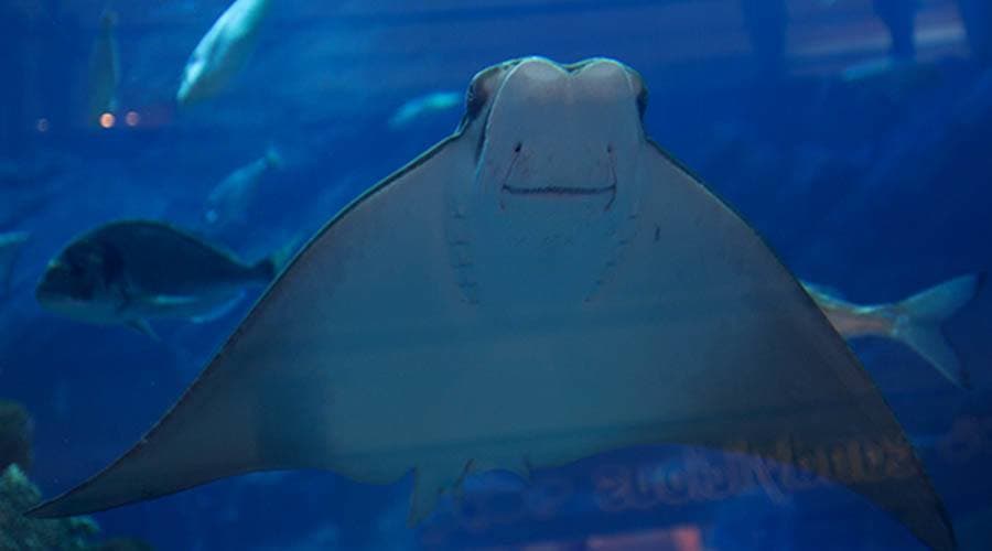 Dubai Aquarium and Underwater Zoo Ticket - تصویر 6