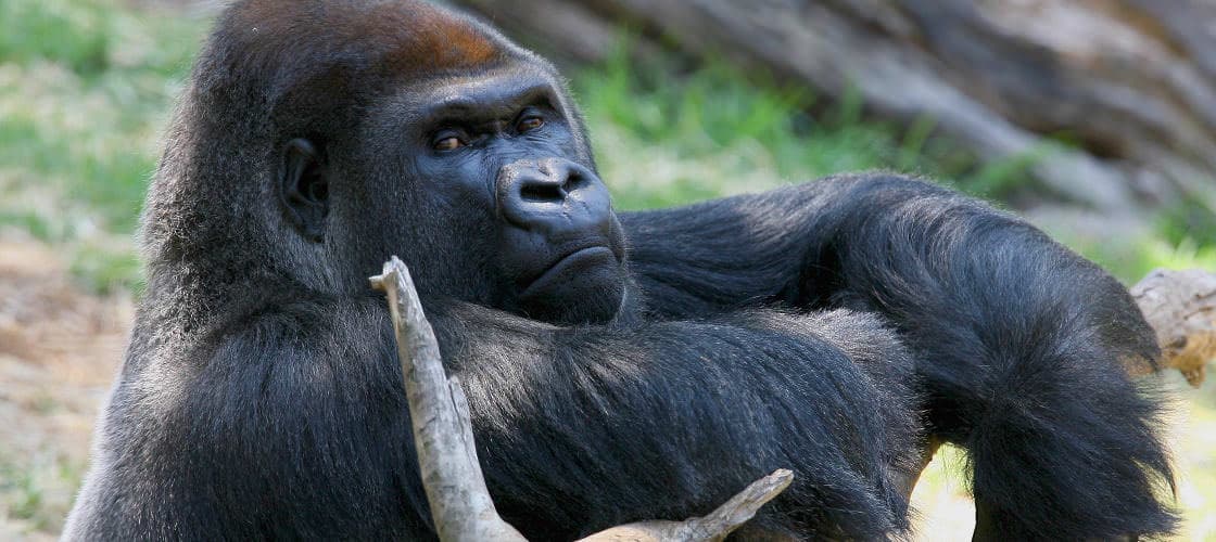 Melbourne Zoo Ticket - تصویر اصلی