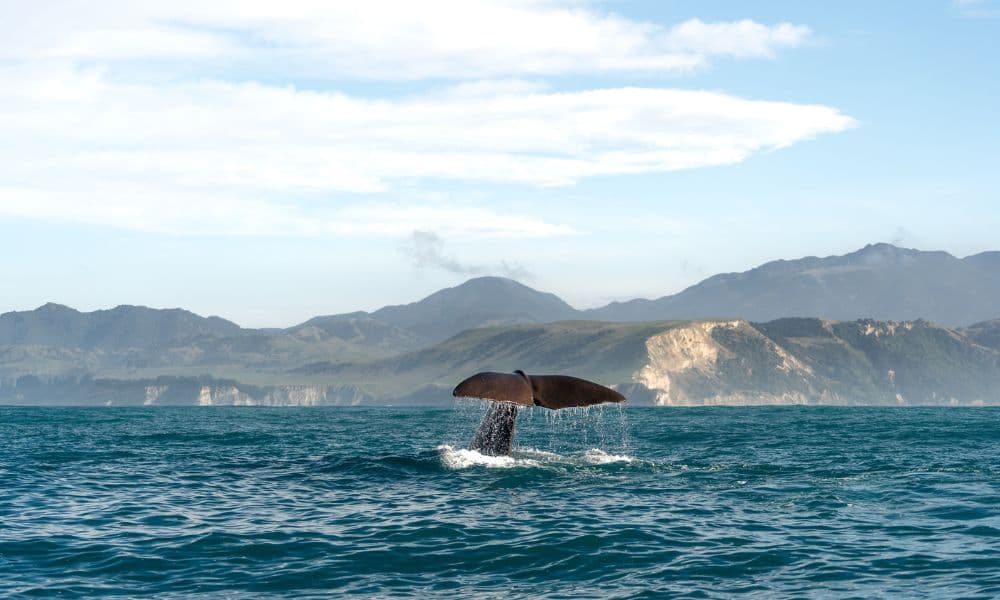 Whale Watching Cruise Kaikoura - تصویر 6