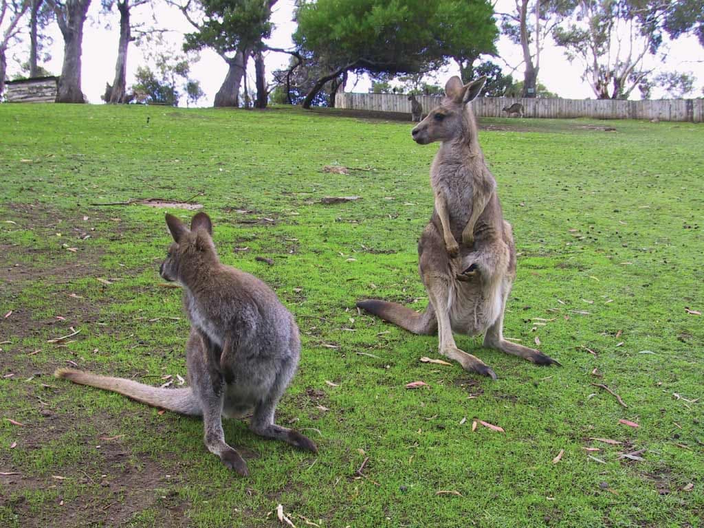Bonorong Wildlife Sanctuary and Hobart City Tour - تصویر 6