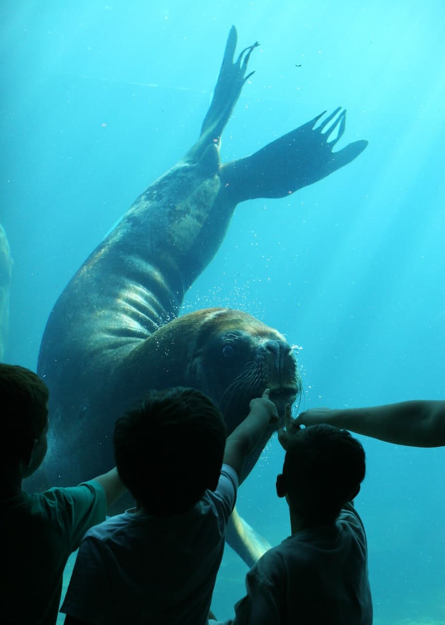Seaquarium Le Grau-du-Roi Ticket - تصویر 6