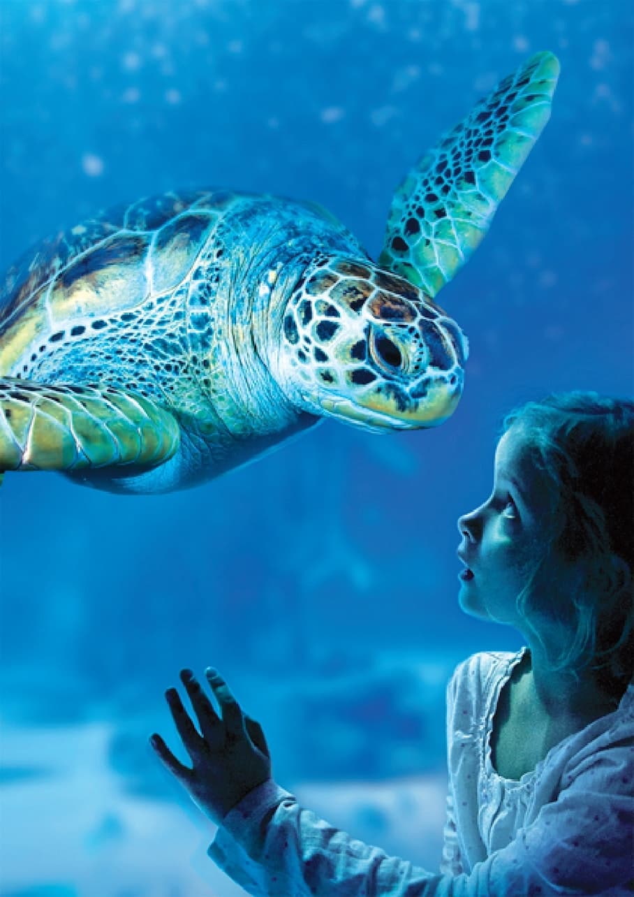 SEA LIFE Benalmádena Ticket - تصویر اصلی