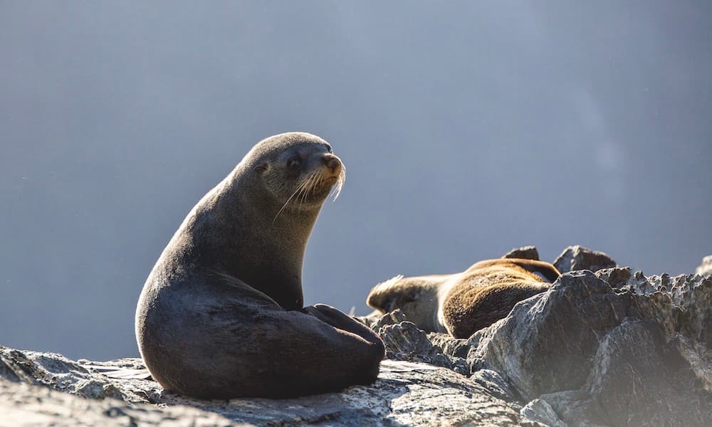 Milford Sound Cruise - تصویر 5