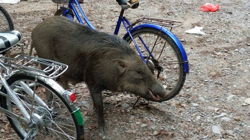 Pulau Ubin Cycling Tour - تصویر 16