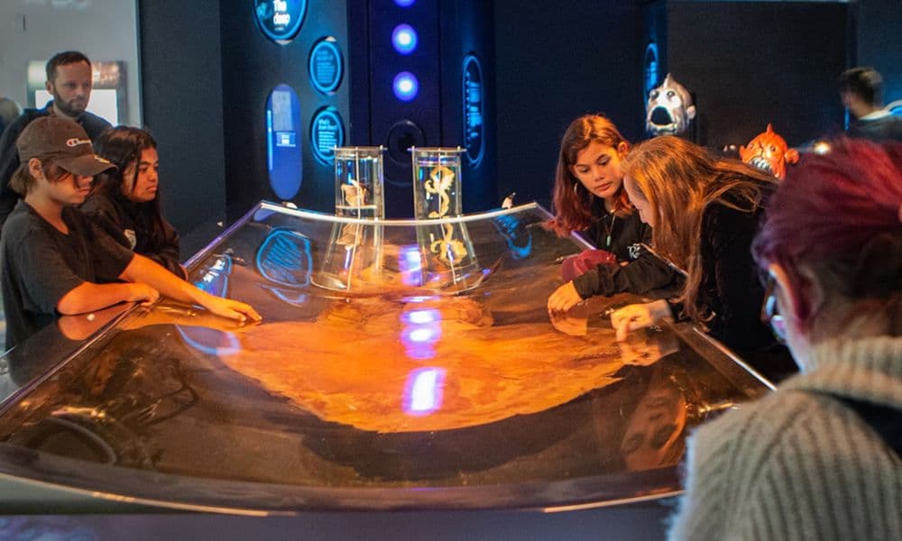 Museum of New Zealand Te Papa Tongarewa Ticket - تصویر 5