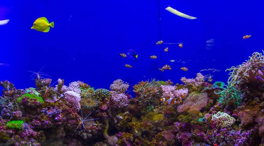 Dubai Aquarium and Underwater Zoo Ticket - تصویر 4