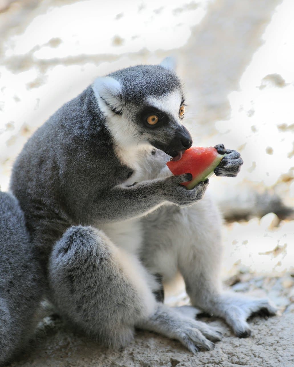 Terra Natura Murcia Ticket - تصویر 6
