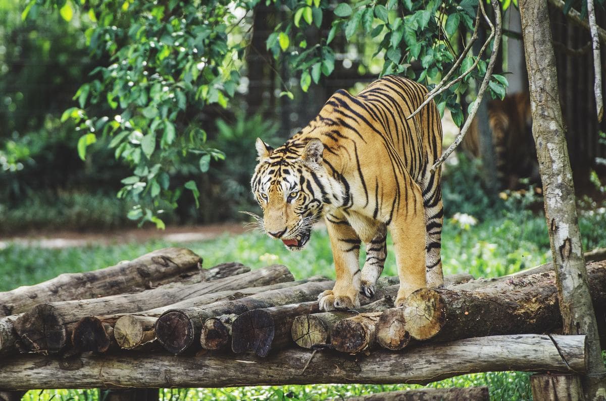 Vinpearl Safari Phu Quoc Ticket - تصویر 8
