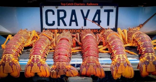 Fishing and Crayfish Trip from Kaikoura - تصویر 8