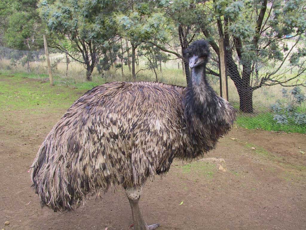Richmond Village and Bonorong Wildlife Sanctuary Tour - تصویر 7