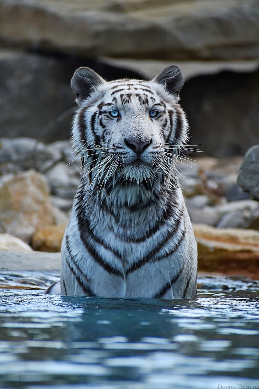 Barben Animal Park Ticket - تصویر اصلی