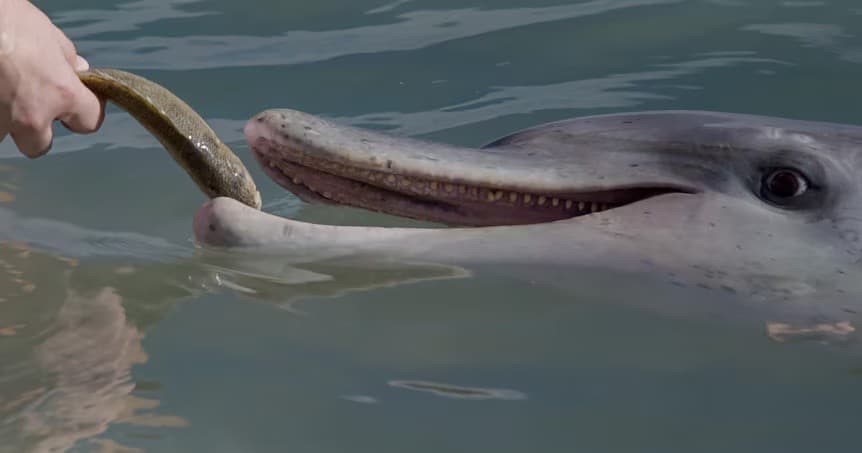 Dolphin Feeding Experience at Tin Can Bay from Rainbow Beach - تصویر اصلی