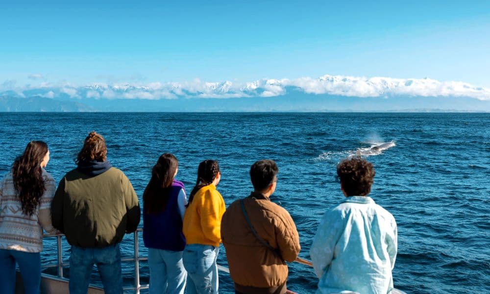 Whale Watching Cruise Kaikoura - تصویر 4