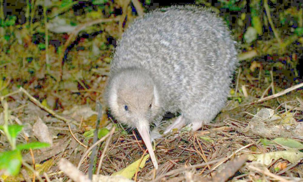 Zealandia Night Tour - تصویر 4