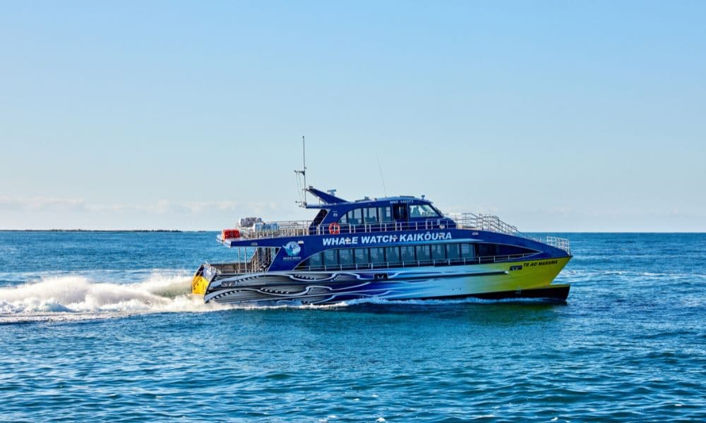 Whale Watching Cruise Kaikoura - تصویر اصلی